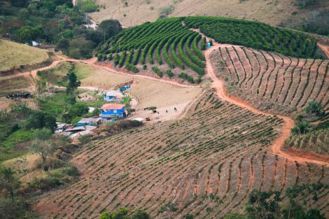 Brazil Carmo de Minas - Sertao Yellow Bourbon